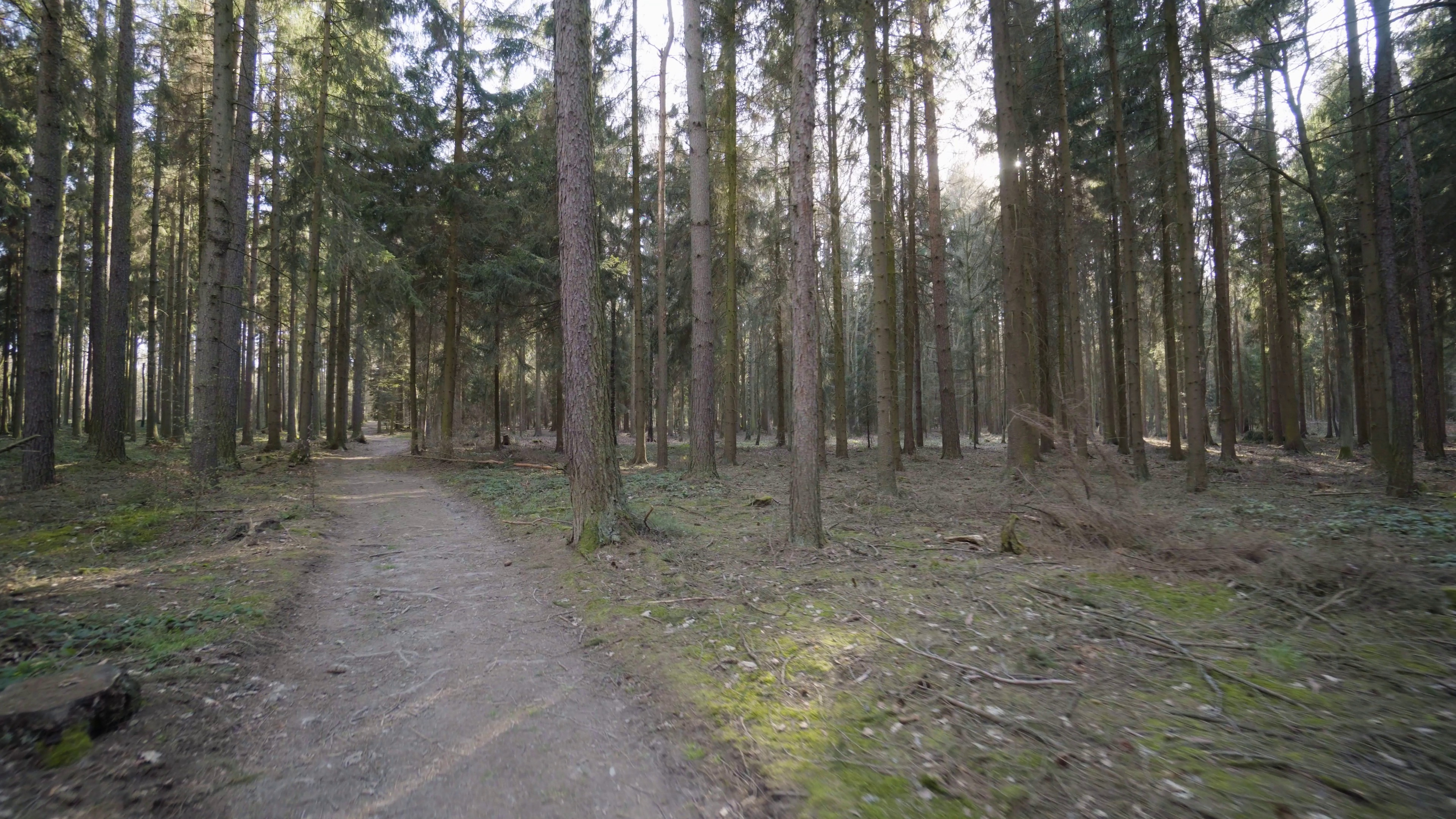 The Woods Are Actually Good for You — And the Science Proves It